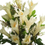 Lilie kytice x12 krémová 50cm umělá