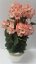 Umělý Muškát Pelargonie v květináči O 25cm x výška 49cm růžová zátěžový aranžmán