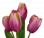 Tulipán csokor x5 31cm lila