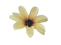 Clematis hlava květu Ø 11cm světle žlutá umělá