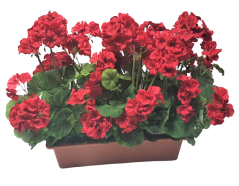 Sztuczny geranium geranium w pudełku 40cm x 35cm x wysokość 45cm czerwony