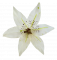 Liliom virágfej Ø 14cm krém művirág