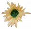 Krizantém virágfej Ø 10 cm barack, bordó művirág