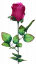Artificial Rose Bud on stem 64cm Burgundy