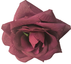Růže ranní rosa hlava květu O 12cm vínová umělá