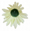 Chryzantéma hlava květu Ø 10cm mint umělá