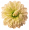 Dahlia hlava kvetu O 12cm Mint umelá