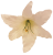 Liliom virágfej Ø 16 cm fehér művirág