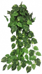 Dekorace převislá zelená Pothos 90cm umělá