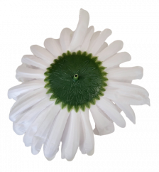 Krizantém virágfej Ø 16cm fehér művirág