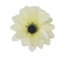 Clematis hlava kvetu Ø 11cm krémová umelá