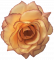 Růže hlava květu O 10cm peach & vínová umělá