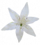 Cvetna glavica lilije O 14cm umetno bela