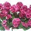 Sztuczny geranium geranium w pudełku 40cm x 35cm x wysokość 45cm tm. różowy