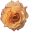 Růže hlava květu O 10cm peach & vínová umělá