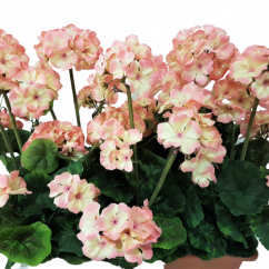 Plante artificiale Geranium în ghiveci 40cm x 35cm x înăltime 45cm roz închis