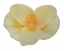 Glava cvijeta orhideja 10cm x 8cm žuta umjetna - cijena je za pakiranje od 24 kom