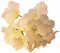 Hortenzia hlava kvetu Ø 14cm krémová umelá