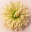 Cap de floare Dahlia O 4,7 inches (12cm) Mint flori artificiale
