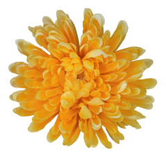 Główka kwiatowa chryzantemy O 16cm żółta sztuczna
