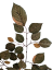 Decorazione ramoscello Faggio 67cm autunno artificiale