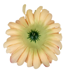 Künstliche Chrysantheme Kopf Ø 13cm Pfirsichfarbe, Weinrot