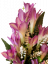 Šopek lilij x12 vijoličnih 50cm umetnih
