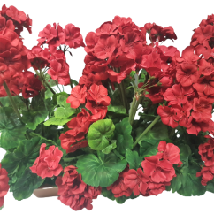 Umelý Muškát Pelargónia v truhlíku 40cm x 35cm x výška 45cm červená