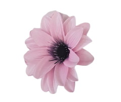 Glava cvijeta clematis Ø 11cm ružičasta umjetna