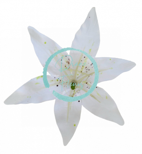 Cvetna glavica lilije O 14cm umetno bela