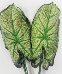Frunze de Caladium verde 46cm / pret pentru 1 buc flori artificiale