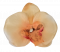 Orchidea hlava květu 10cm x 8cm broskvová umělá - cena je za balení 24ks