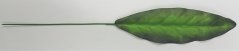 List Peacock zelen 56cm umeten