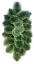 Ghirlanda ovale vuota 84cm x 46cm di pino artificiale