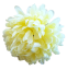 Główka kwiatu chryzantemy O 13cm kremowa sztuczna