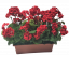 Umelý Muškát Pelargónia v truhlíku 40cm x 35cm x výška 45cm červená