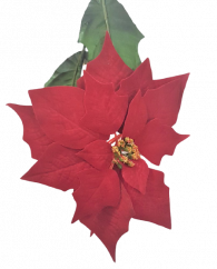 Poinsettia Božićna zvijezda baršun 73cm crvena umjetna
