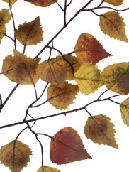Dekorációs gally nyír 58cm őszies művirág