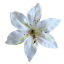Lalia hlava kvetu Ø 14cm biela umelá