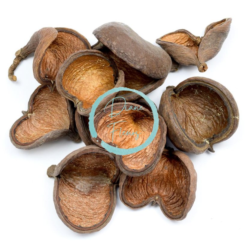 Material uscat pentru aranjatoare BADAM NAT 10 buc/pachet