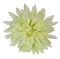 Chryzantéma hlava květu Ø 10cm mint umělá