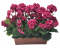 Künstliche Geranien Pelargonien in einem Topf 40cm x 35cm x Höhe 45cm Dunkelrosa