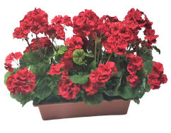 Umelý Muškát Pelargónia v truhlíku 40cm x 35cm x výška 45cm červená