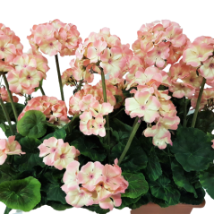 Sztuczny geranium geranium w pudełku 40cm x 35cm x wysokość 45cm różowy