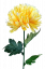 Chryzantéma kusová na stonku Exclusive žlutá 70cm umělá
