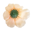Dahlia hlava kvetu Ø 11cm žltá, krémová umelá