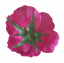 Ruža hlava kvetu Ø 13cm fialová umelá