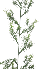 Decorare Asparagus Verde 60cm flori artificiale