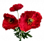 Künstlicher Mohnblumen x3 50cm Rot