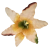 Cvetna glavica lilije O 16cm jesenske barve umetna